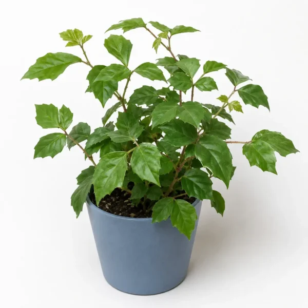 Grape Ivy plant