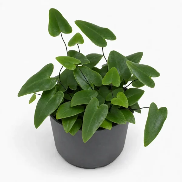 Heart Fern plant