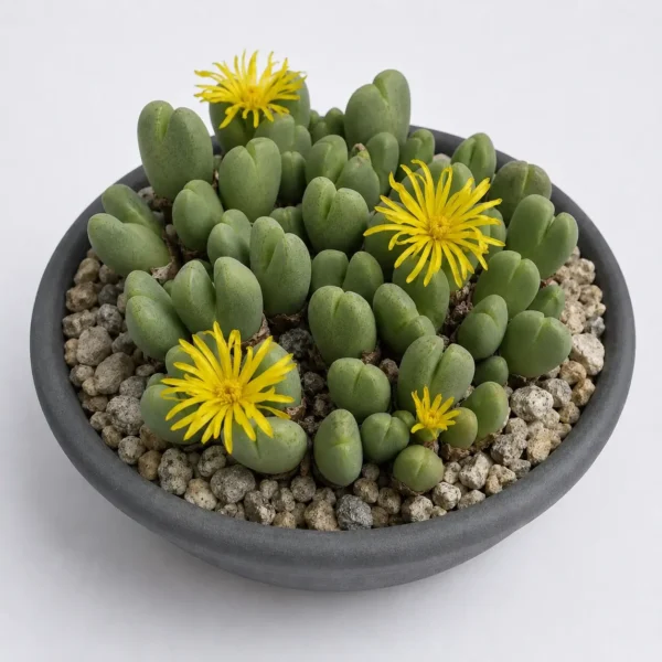 Living Pebble plant