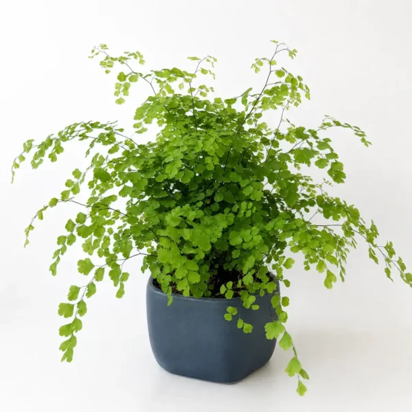 Maidenhair Fern plant