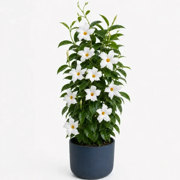 Mandevilla (pot) plant