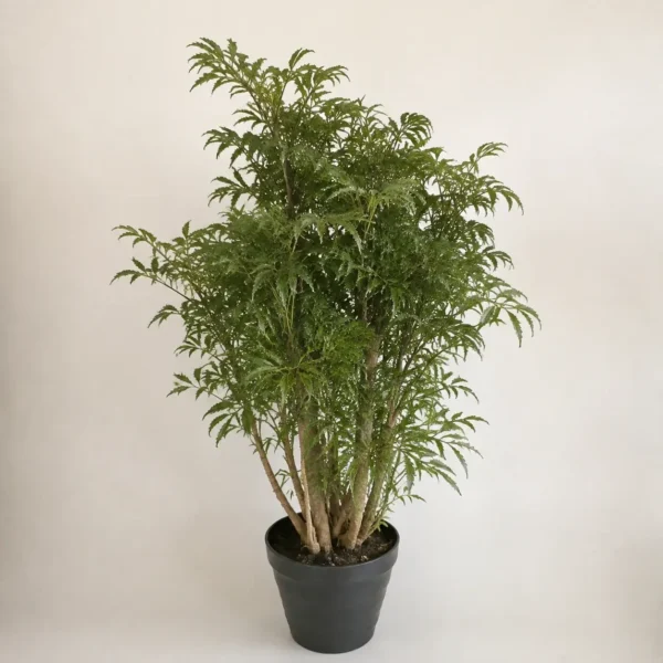 Ming Aralia plant