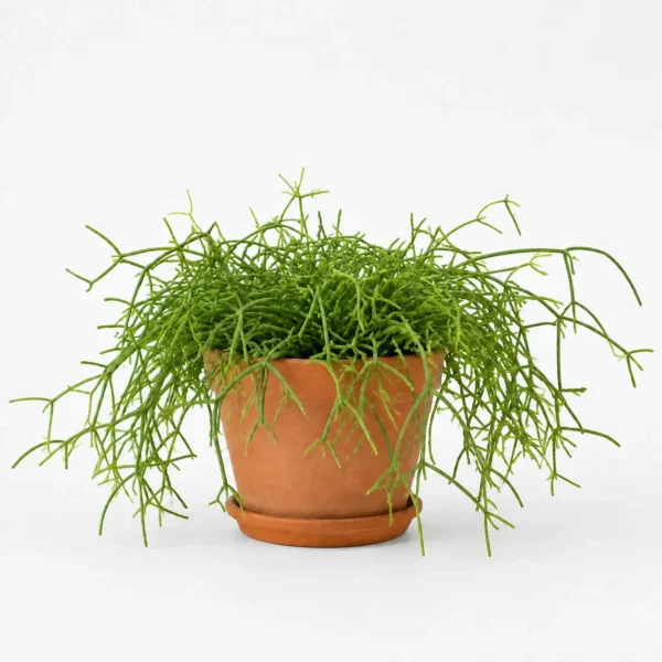 Mistletoe Cactus plant