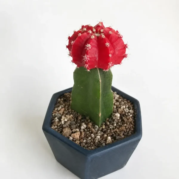 Moon Cactus plant