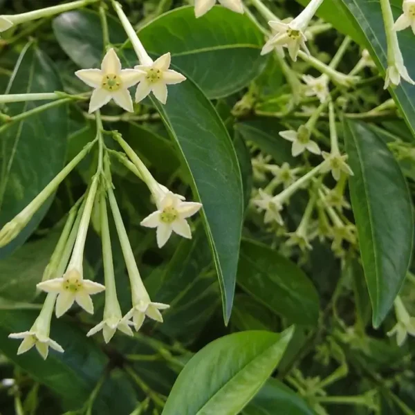 Night-Blooming Jasmine (pot) plant