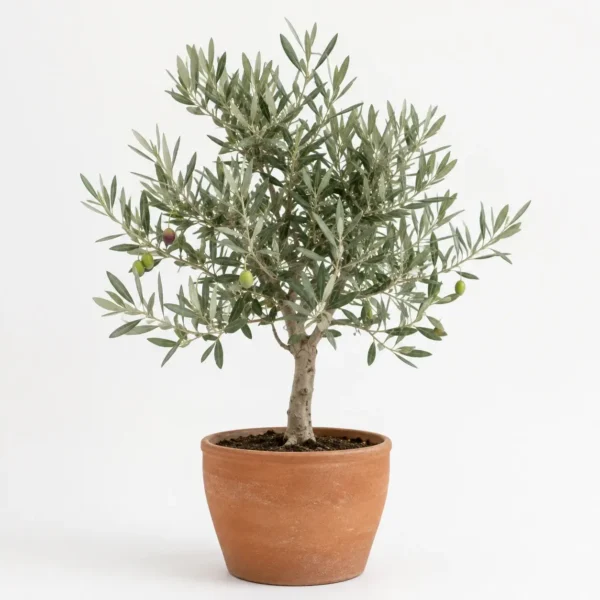Olive (pot) plant