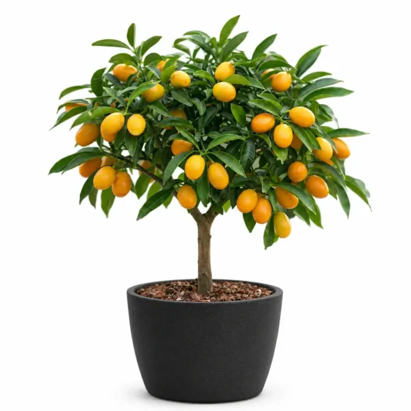 Oval Kumquat plant