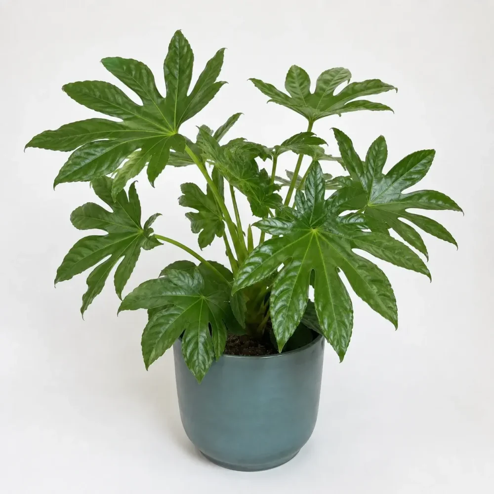 Paper Plant (indoor) plant