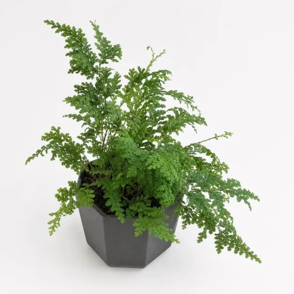 Peacock Fern plant
