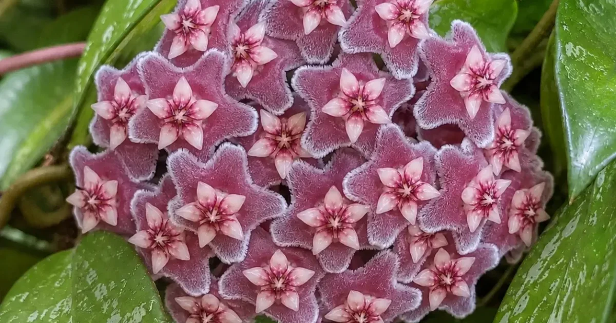 Pink Silver (Hoya pubicalyx) Care Guide | Plantgeh