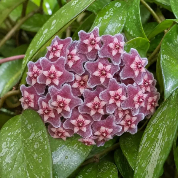 Pink Silver plant
