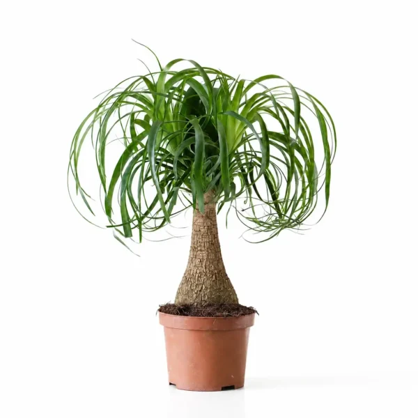 Ponytail Palm plant