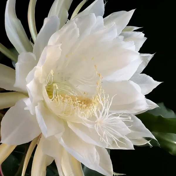 Queen of the Night plant