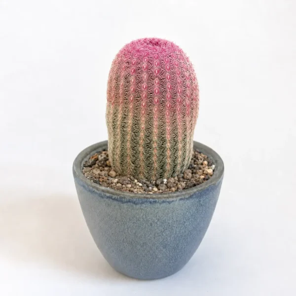 Rainbow Hedgehog Cactus plant