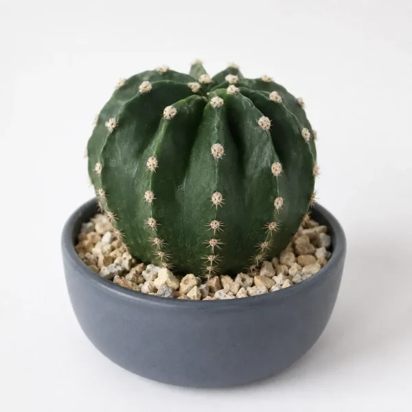 Sea Urchin Cactus plant