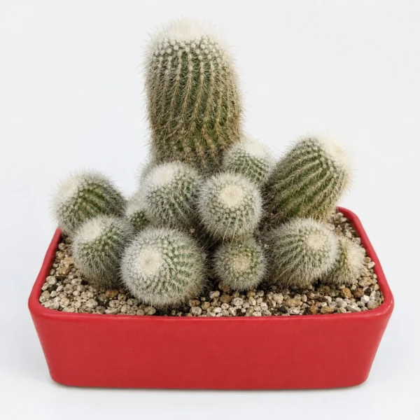 Silver Ball Cactus plant