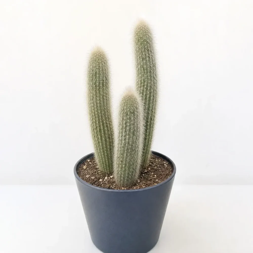 Silver Torch Cactus plant