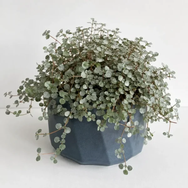 Silver Sparkles Plant plant