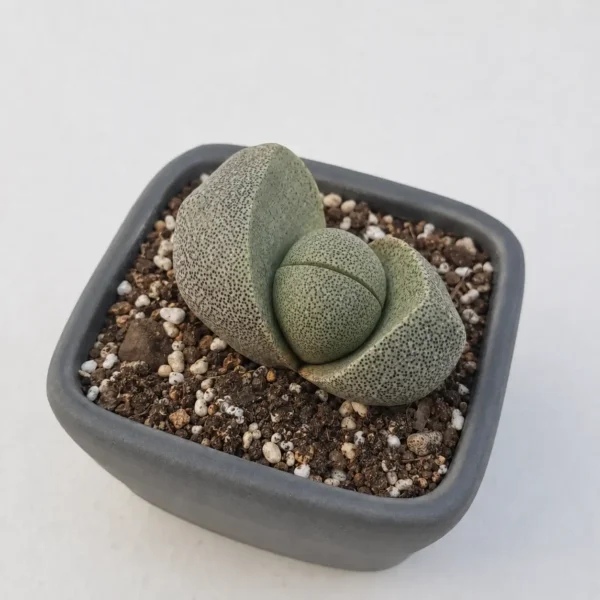 Split Rock Plant plant