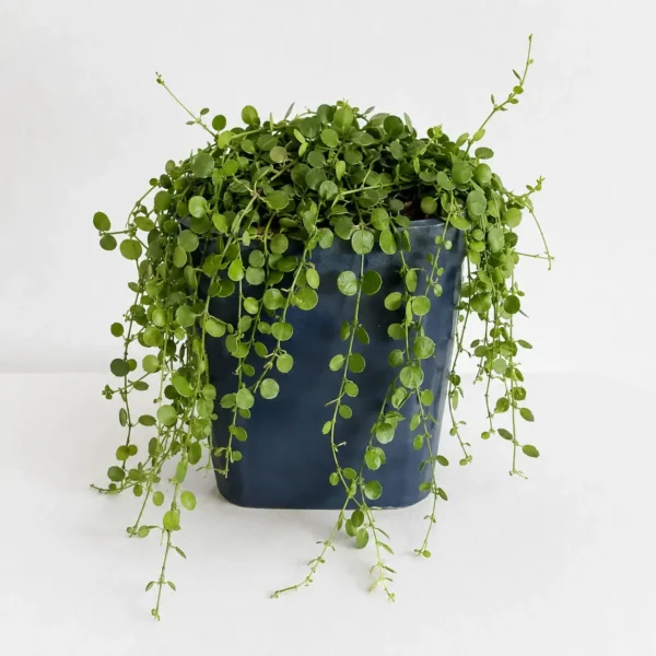 String of Nickels plant