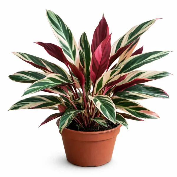 Stromanthe Triostar plant