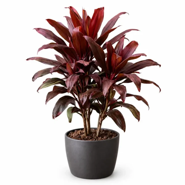 Ti Plant plant