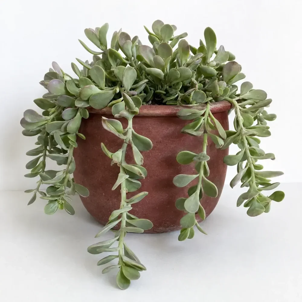 Trailing Jade plant