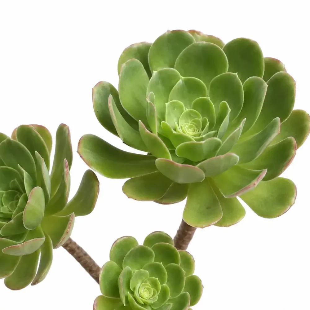 Tree Houseleek plant