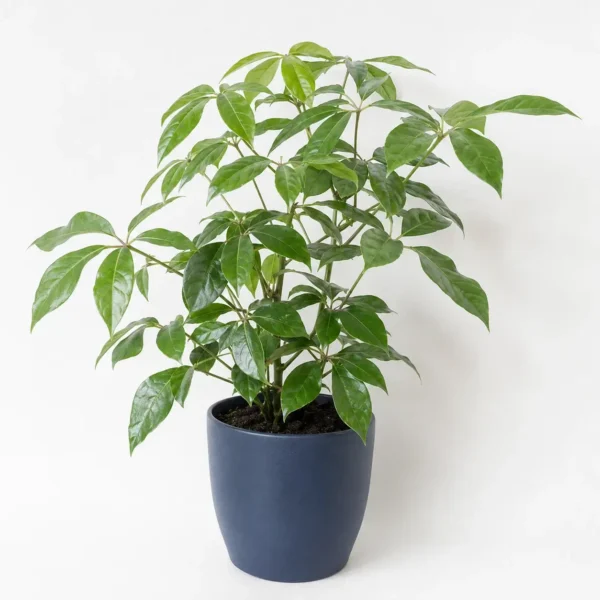 Umbrella Tree plant