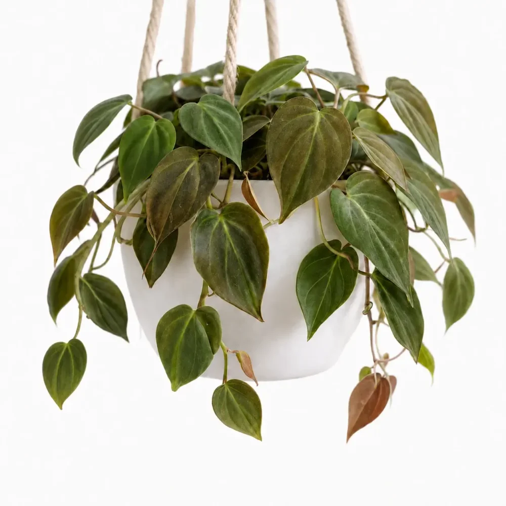 Velvet-leaf Philodendron plant