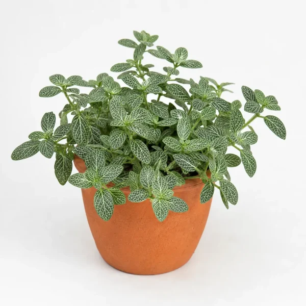 White Nerve Plant plant