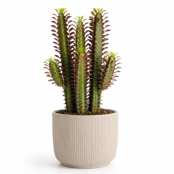 African Milk Tree (Euphorbia Trigona) plant