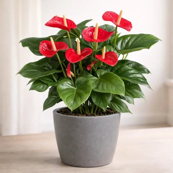 Anthurium (Flamingo Flower, Anthurium andraeanum) plant
