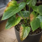 Anthurium Leaves Turning Brown: Tips, Patches & Fixes