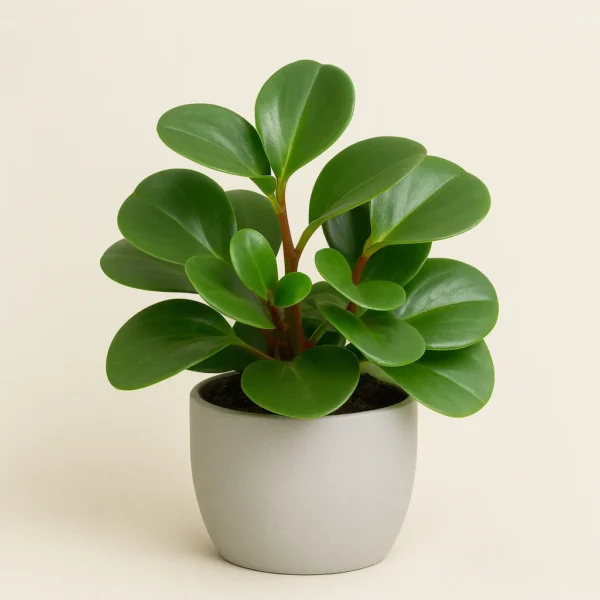 Baby Rubber Plant (Peperomia obtusifolia)