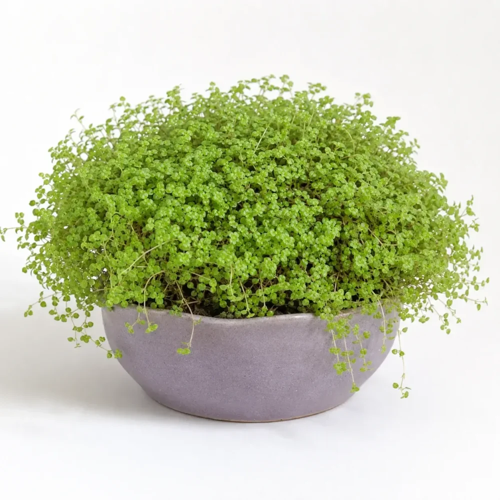 Baby's Tears plant