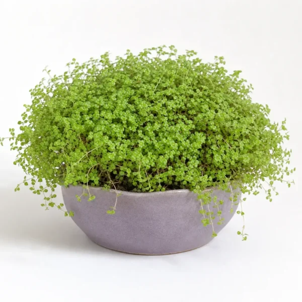 Baby's Tears plant