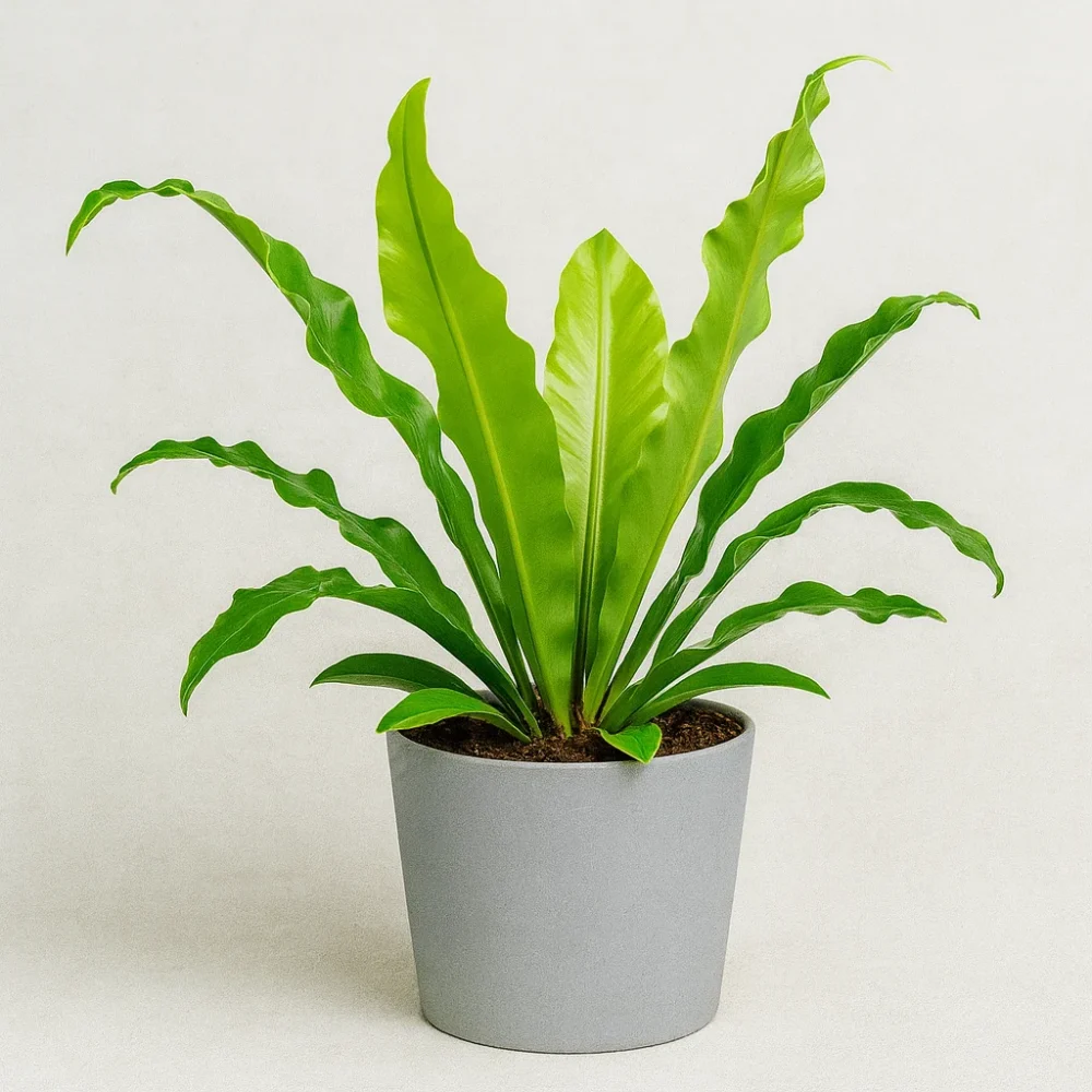 Bird’s Nest Fern plant