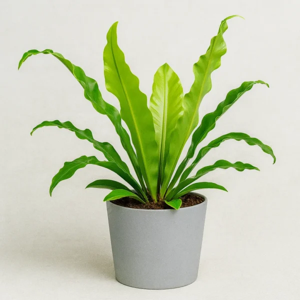 bird's nest fern (asplenium nidus) plant