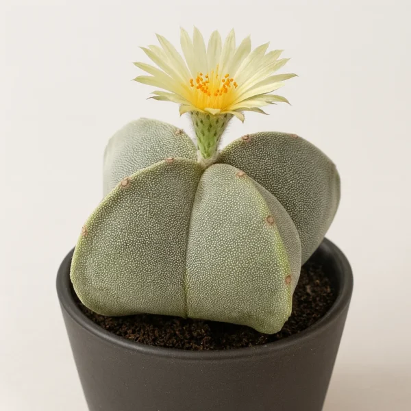 bishop's cap cactus (astrophytum myriostigma) plant