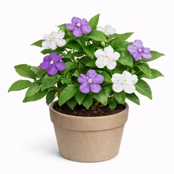 Brunfelsia (Brunfelsia pauciflora) plant