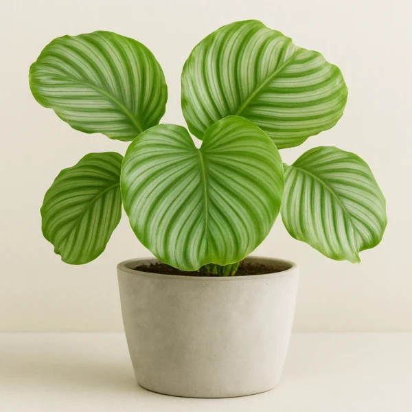 calathea orbifolia (prayer plant) plant