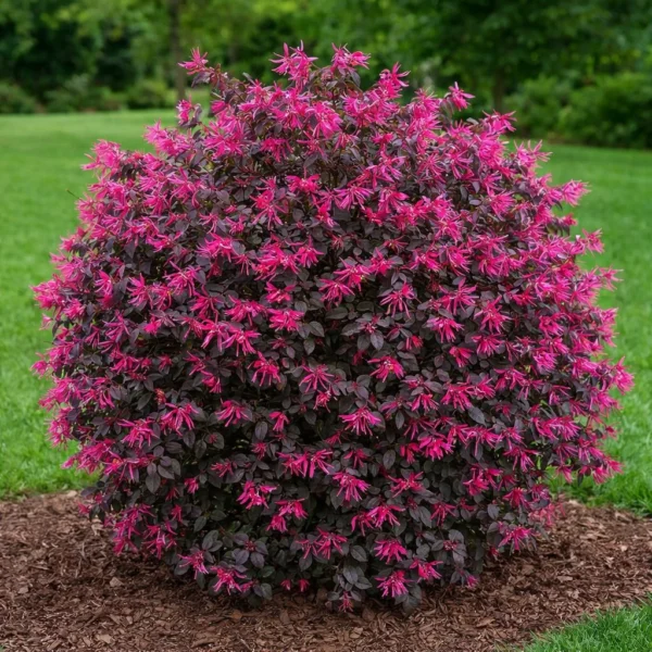 Chinese Fringe Flower (Loropetalum chinense) plant