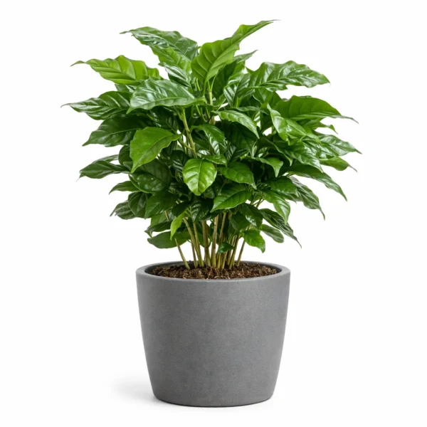 Coffee Plant (Coffea arabica)