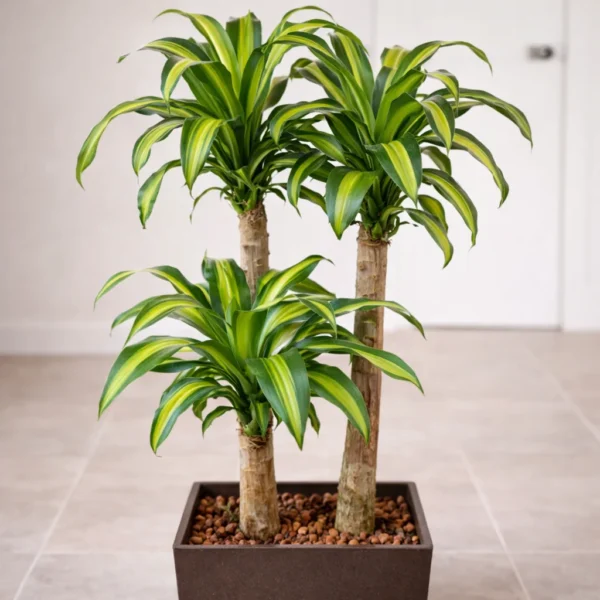 Corn Plant (Dracaena fragrans)