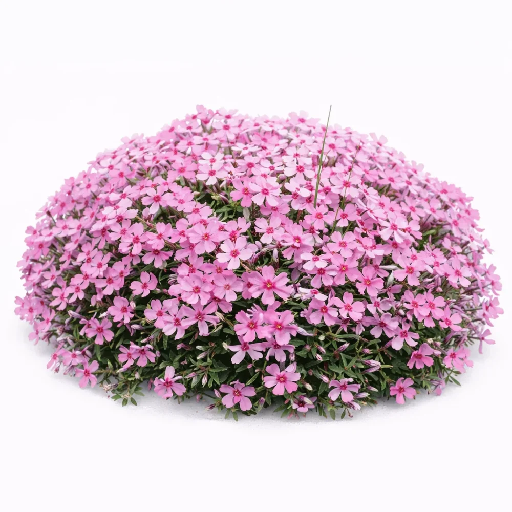 Creeping Phlox plant