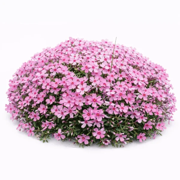 Creeping Phlox (Phlox subulata (moss phlox)) plant