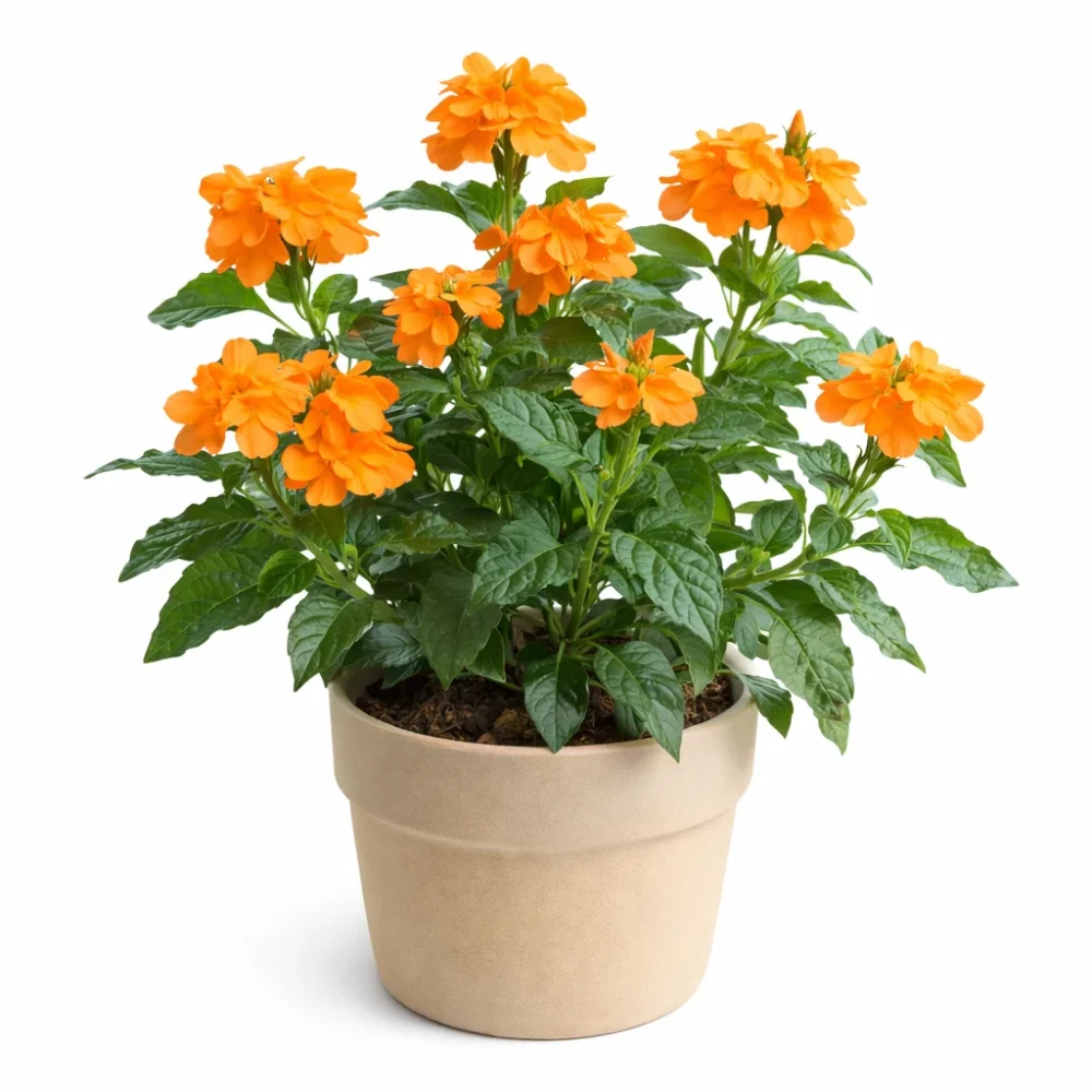 Crossandra plant