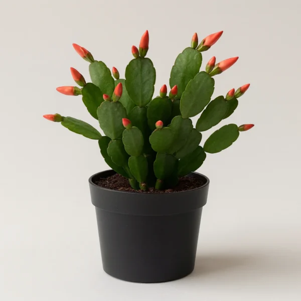 Easter Cactus (Hatiora Gaertneri) plant