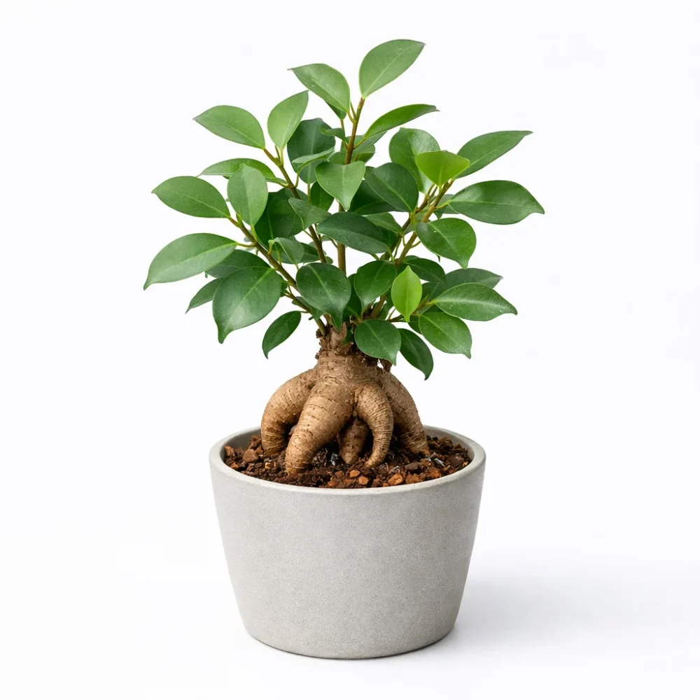 Ficus Microcarpa 'Ginseng' plant